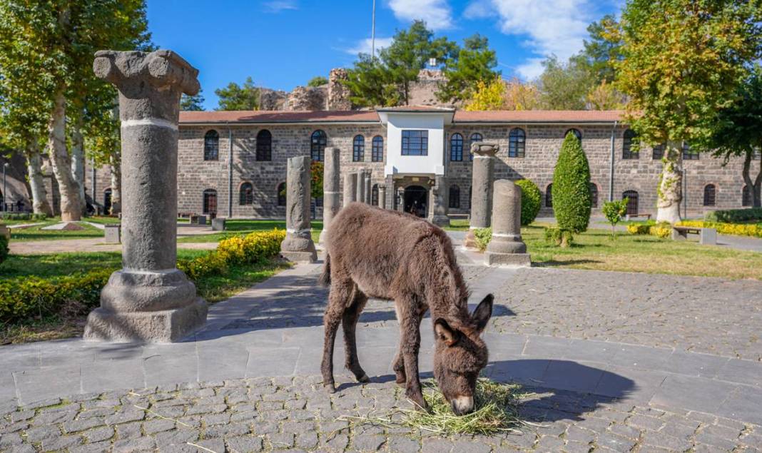 Diyarbakır’da şiddetten korunan Midas’a ilgiler yoğun 8